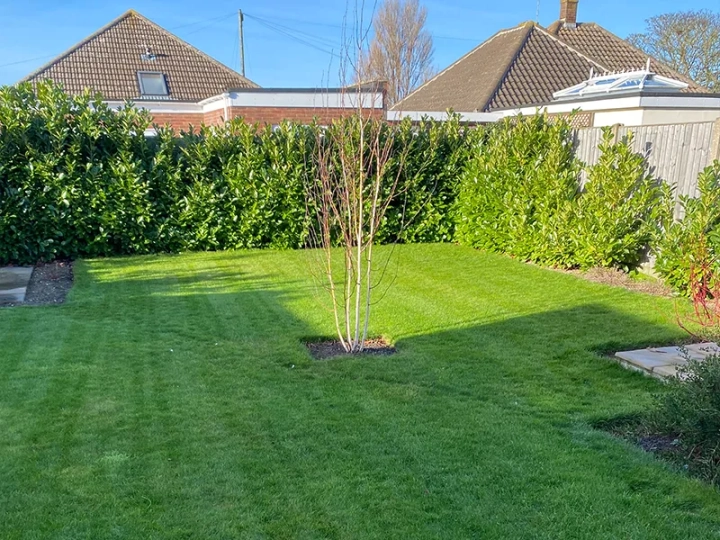 Lawn Scarification Acle