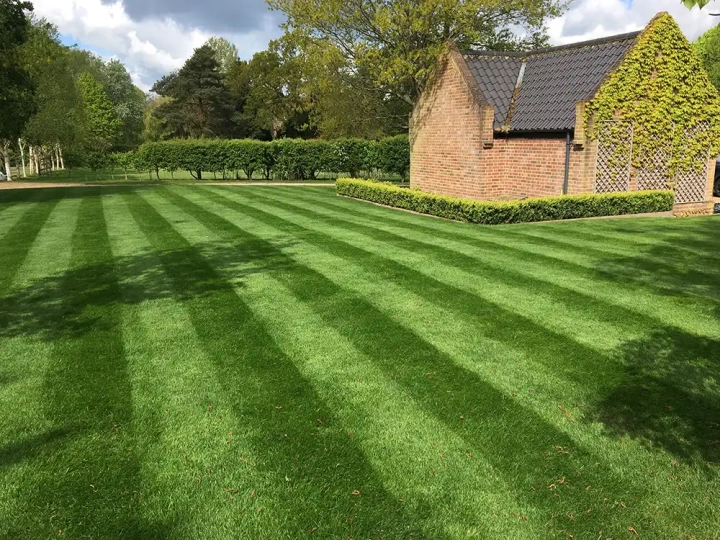 Lawn Scarification - After