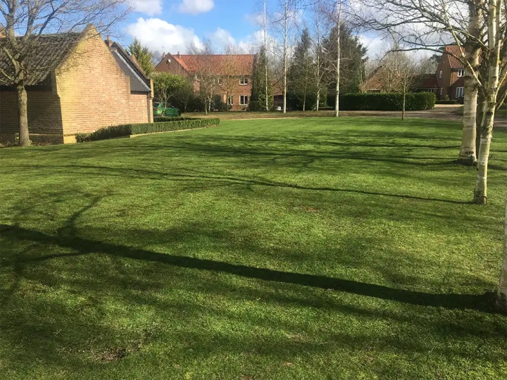 Lawn Scarification - Before