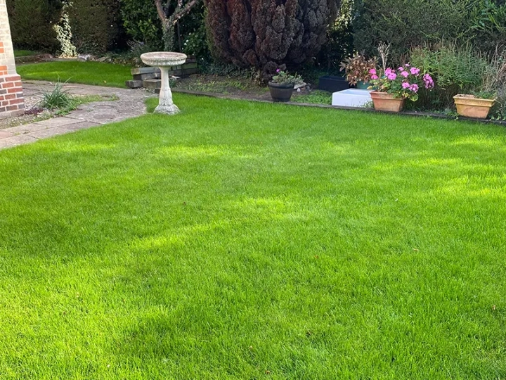 Lawn Scarification Halesworth
