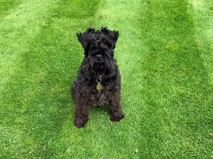 Lawn Treatments Lowestoft