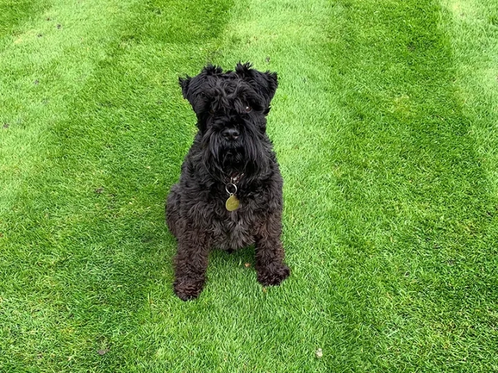 Lawn Treatments Lowestoft